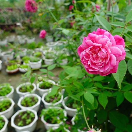Leaf Homestay Hội An Kültér fotó