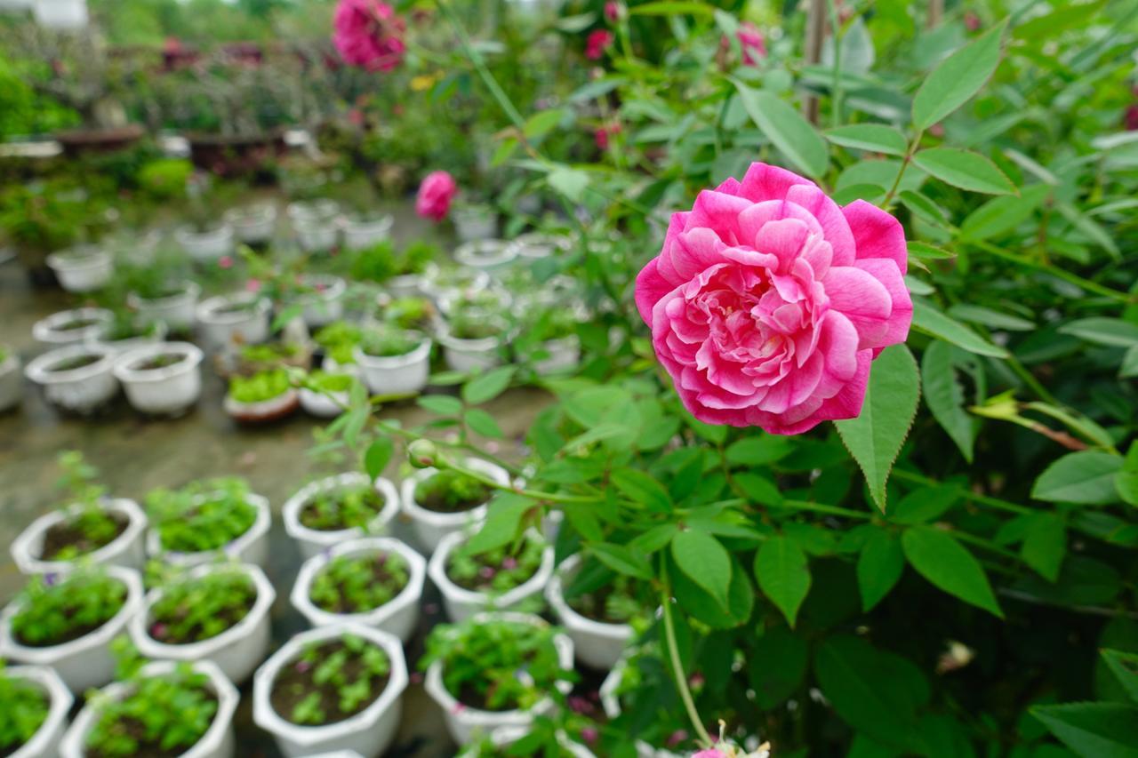 Leaf Homestay Hội An Kültér fotó